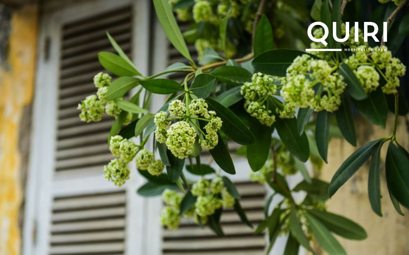 Walk under hoa sữa trees to feel Hanoi’s autumn romance.