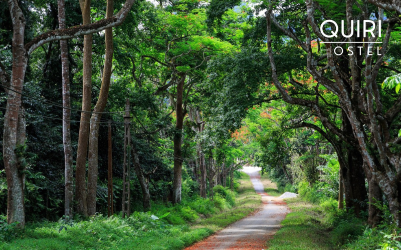 Dense forest layers inside Bavi National Park support diverse native wildlife.