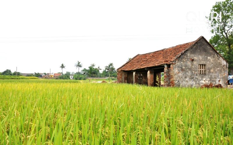 Cycling routes through Duong Lam village showcase charming countryside scenery.