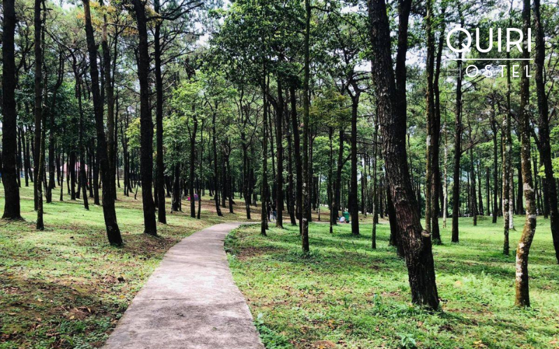 Morning sunlight through tall pines creates soft, misty scenery loved by visitors.