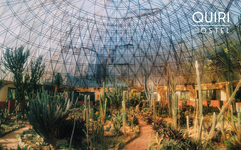 Unique desert species here contrast sharply with Ba Vi’s lush mountain climate.