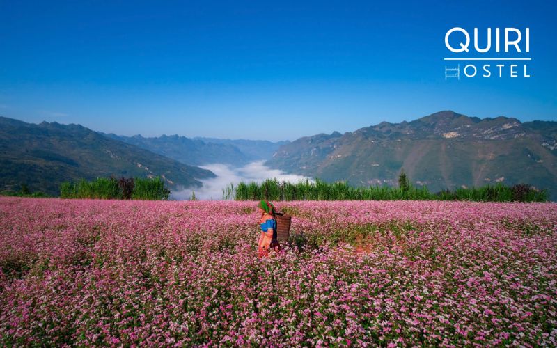 Vietnamese festivals celebrate seasonal beauty and highland cultures