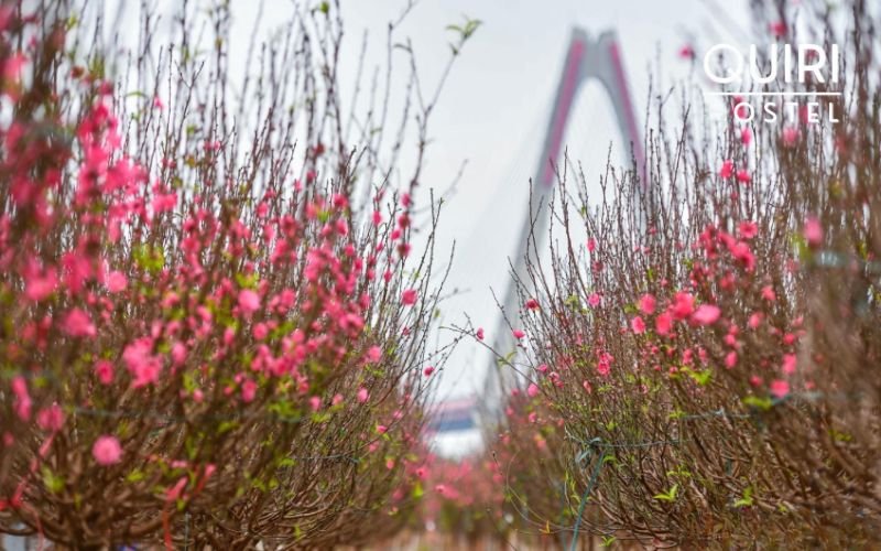 This spot is perfect for peaceful tết activities and photos.