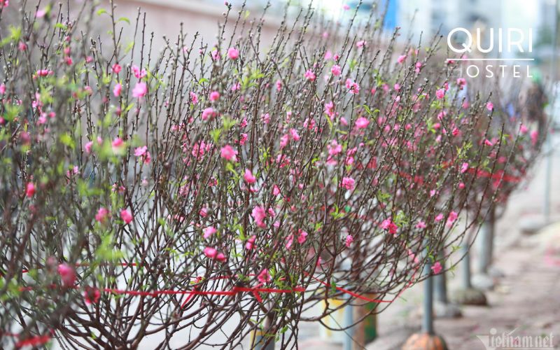 Flower markets showcase seasonal beauty and festive preparation traditions