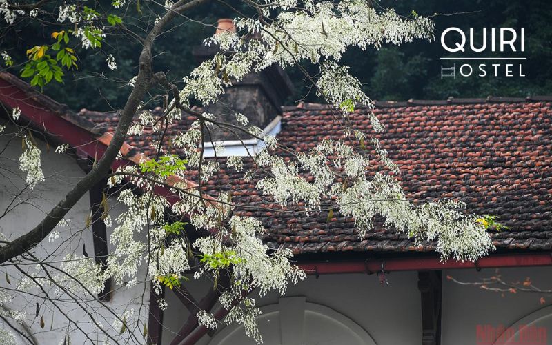 Hanoi in March blends pleasant weather, spring colors, and authentic local culture.